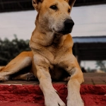 Программы лояльности онлайн-казино без депозита - схема работы