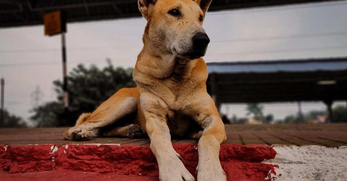 Программы лояльности онлайн-казино без депозита - схема работы